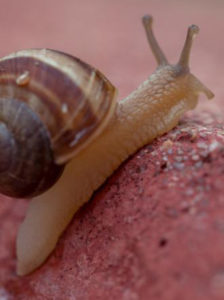 CVM People | Customer Value Management - Beginning with the Snail Trail